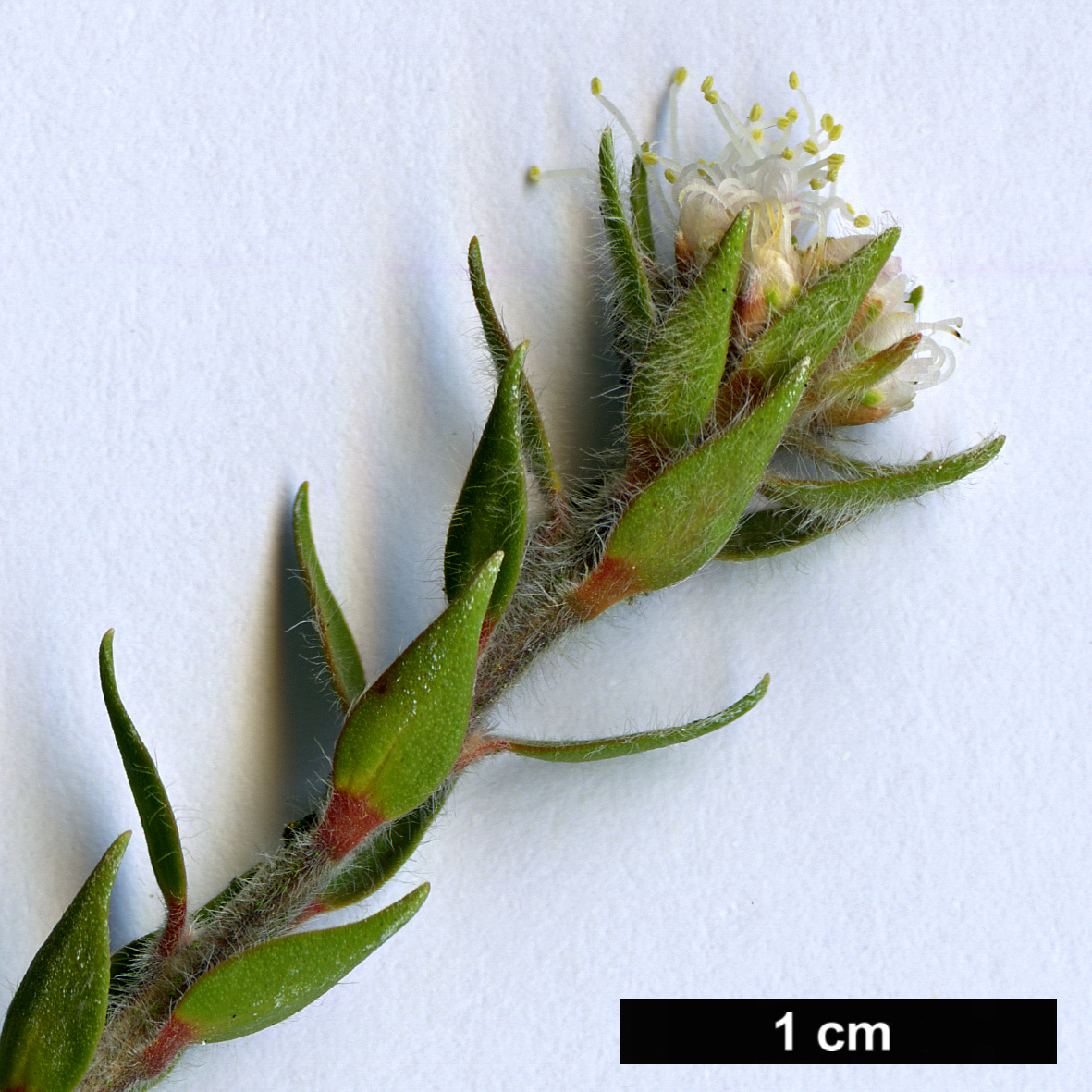 High resolution image: Family: Myrtaceae - Genus: Melaleuca - Taxon: squamea - SpeciesSub: var. alba